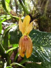 Maxillaria multifoliata