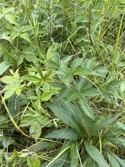 Regional blackberry (Rubus regionalis)