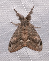 Orgyia pseudotsugata