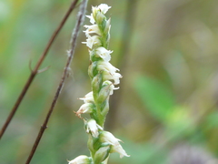 Spiranthes casei