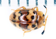 Epopterus