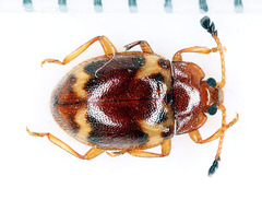 Epopterus