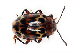 Epopterus