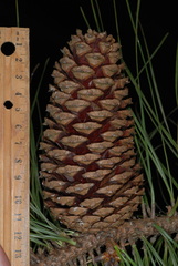 Pinus × sondereggeri