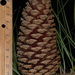 Sonderegger Pine - Photo (c) Doug Goldman, some rights reserved (CC BY)