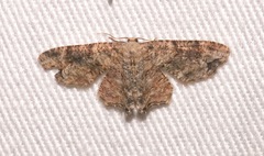 Callizzia certiorata