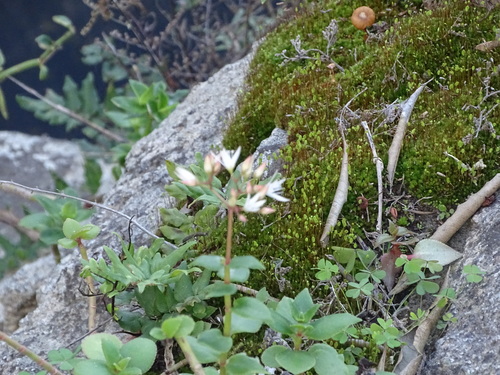 Crassula sarmentosa