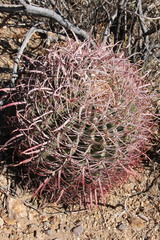 Ferocactus cylindraceus