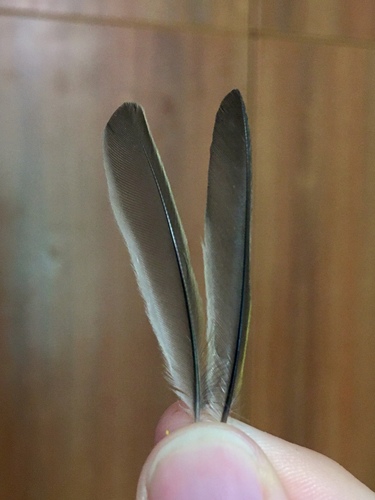 Plume de Pouillot véloce