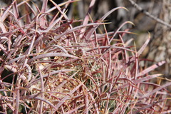 Ferocactus cylindraceus