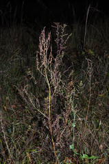 Rumex thyrsiflorus
