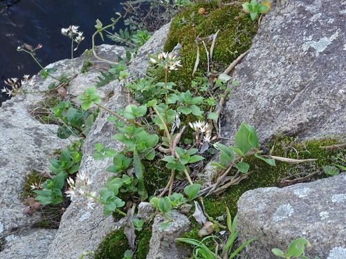 Crassula sarmentosa
