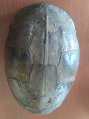 Cuora amboinensis kamaroma