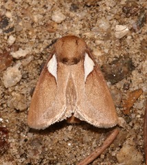 Prolimacodes trigona
