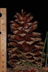 Pinus × sondereggeri