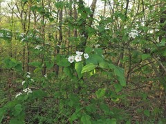 Crataegus gattingeri