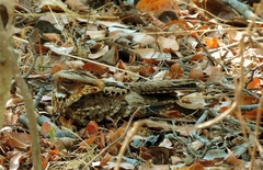 Caprimulgus pectoralis