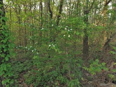 Crataegus gattingeri