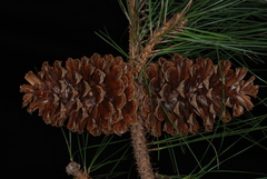 Pinus × sondereggeri