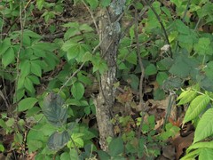 Crataegus gattingeri