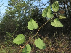 Crataegus gattingeri