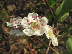 Crataegus gattingeri