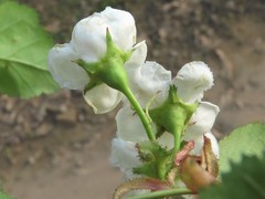 Crataegus gattingeri