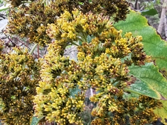 Verbesina arborea