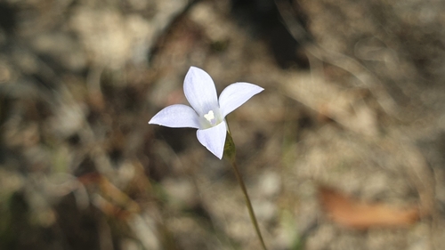 Image of Wahlenbergia gracilenta by (c) Andrew Thornhill, some rights reserved (CC BY)