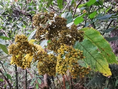 Verbesina arborea