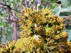 Verbesina arborea