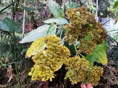 Verbesina arborea