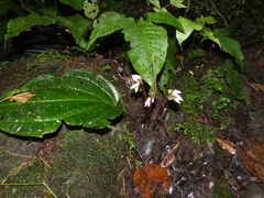 Monolena primuliflora