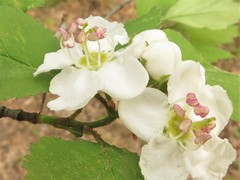 Crataegus padifolia