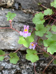 Cymbalaria muralis