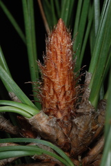 Pinus × sondereggeri