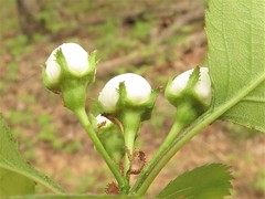 Crataegus padifolia