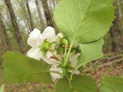 Crataegus padifolia