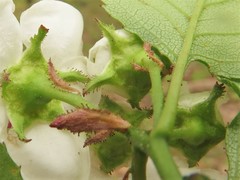 Crataegus padifolia