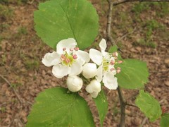 Crataegus padifolia