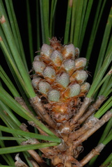 Pinus × sondereggeri