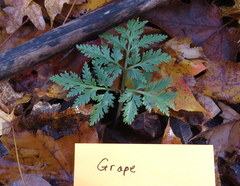 Sceptridium dissectum dissectum