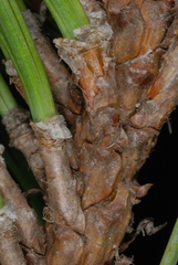 Pinus × sondereggeri