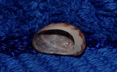 Stomatella impertusa