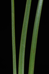 Pinus × sondereggeri