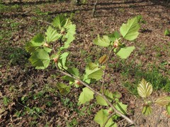 Crataegus ouachitensis
