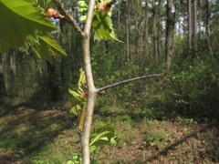 Crataegus ouachitensis