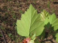 Crataegus ouachitensis