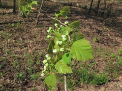 Crataegus ouachitensis