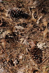 Pinus × sondereggeri